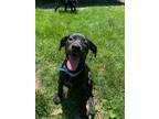 Adopt Violet a Labrador Retriever, Great Dane