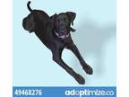 Adopt gunner a Pit Bull Terrier, Mixed Breed