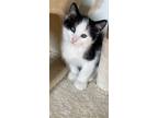 Adopt Mario-Available Now! a Domestic Short Hair