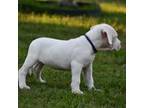 Dogo Argentino Puppy for sale in Oklahoma City, OK, USA