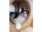 Adopt Chex Mix a White Domestic Shorthair / Domestic Shorthair / Mixed cat in
