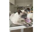 Adopt Lilac a Gray or Blue Siamese / Mixed (short coat) cat in Simpsonville