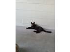 Adopt Neck a Black (Mostly) American Shorthair / Mixed (short coat) cat in South