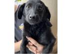 Adopt Hershey a Black Dachshund / Mixed dog in Franklin, GA (34942028)