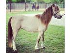 Cute Buckskin Pony