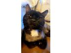 Adopt Betty a Black (Mostly) Domestic Shorthair (short coat) cat in Hazel Green