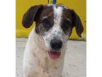 Adopt Pinto a Tricolor (Tan/Brown & Black & White) English Pointer / Beagle /
