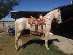 2018 Andalusian cremello 8 months started under saddle
