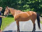 Bay Quarter Horse Mare Reining Trained 13 Yr Old 152 Hh