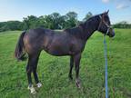 Yearling grey filly with awesome papers