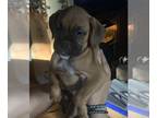 Boxer PUPPY FOR SALE ADN-402835 - Brindle Female Boxer Puppies