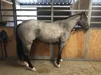 Blue Roan 3 yr old filly