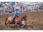 Youth suitableconfidence builder all around rodeo mare