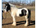 Gypsy stallion Black and White