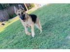 Adopt Sativa a Brown/Chocolate - with Black German Shepherd Dog / Mixed dog in