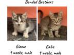 Adopt Gizmo & Gabe-Bonded Pair a Brown or Chocolate Domestic Shorthair / Mixed