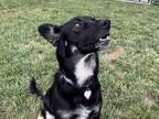 Adopt Abby a Black Australian Kelpie / Corgi / Mixed dog in Boulder