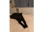 Adopt Black Cat a All Black American Shorthair (short coat) cat in Mims