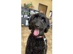Adopt Tess a Black Goldendoodle / Mixed dog in Edmond, OK (34914655)