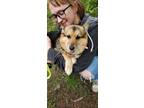 Adopt Roxy a Black - with Tan, Yellow or Fawn Corgi dog in Pewaukee