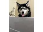 Adopt Mishka a Siberian Husky / Mixed dog in Buffalo, NY (34949388)