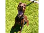 Adopt Diesel a Doberman Pinscher / Mixed dog in Long Beach, CA (34947239)