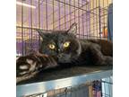Adopt Buddy a All Black Domestic Shorthair / Mixed cat in Saugerties