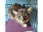 Adopt Oakley a Gray or Blue Domestic Mediumhair / Mixed cat in Saugerties