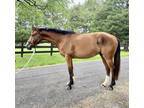 Sweet KWPN gelding with lovely gaits and trail miles