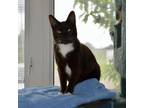 Mills, Domestic Shorthair For Adoption In Erin, Ontario