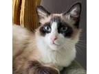 Adopt Meow Meow Gabor a Siamese, Snowshoe