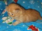 Red Tabby Male Persian Kitten