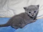 Russian Blue And Russian White Kittens