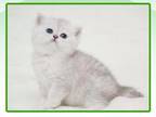 Royal Pure Breed British Shorthair Kittens