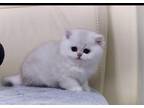Luxury British Shorthair Kittens for Sale