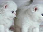 Pure Breed British Shorthair Kittens Pure
