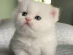Luxury British Shorthair Kittens