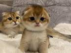Golden Chinchilla Kittens