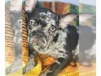 French Bulldog PUPPY FOR SALE ADN-403430 - Angel