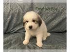 Great Pyrenees PUPPY FOR SALE ADN-403440 - Gorgeous Litter of 8 Great Pyrenees