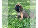 Bloodhound-Mastiff Mix PUPPY FOR SALE ADN-403127 - Brazilian Filas