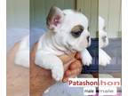 French Bulldog PUPPY FOR SALE ADN-403137 - Frenchies in Griffintown looking for