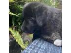Adopt Baby Ruth 06-1226 a German Shepherd Dog