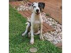 Adopt Lily a Labrador Retriever, American Staffordshire Terrier