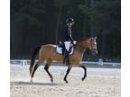 Dressage Pony Could Also Be A Great Eventer