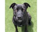 Adopt Pandora a Black Mixed Breed (Large) / Mixed dog in Truckee, CA (34963343)