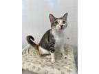 Adopt Fresca a Gray or Blue Domestic Shorthair / Domestic Shorthair / Mixed cat