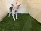 Adopt PATCHES a Tricolor (Tan/Brown & Black & White) Husky / Mixed dog in Winter