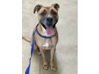 Adopt Brana a Brown/Chocolate American Staffordshire Terrier dog in Cedartown