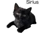 Adopt Sirius a All Black Domestic Shorthair (short coat) cat in Cambridge
